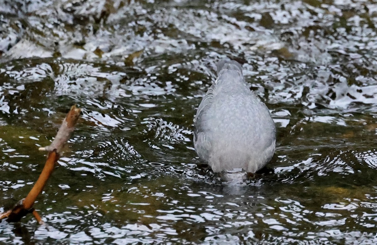 American Dipper - ML642794492
