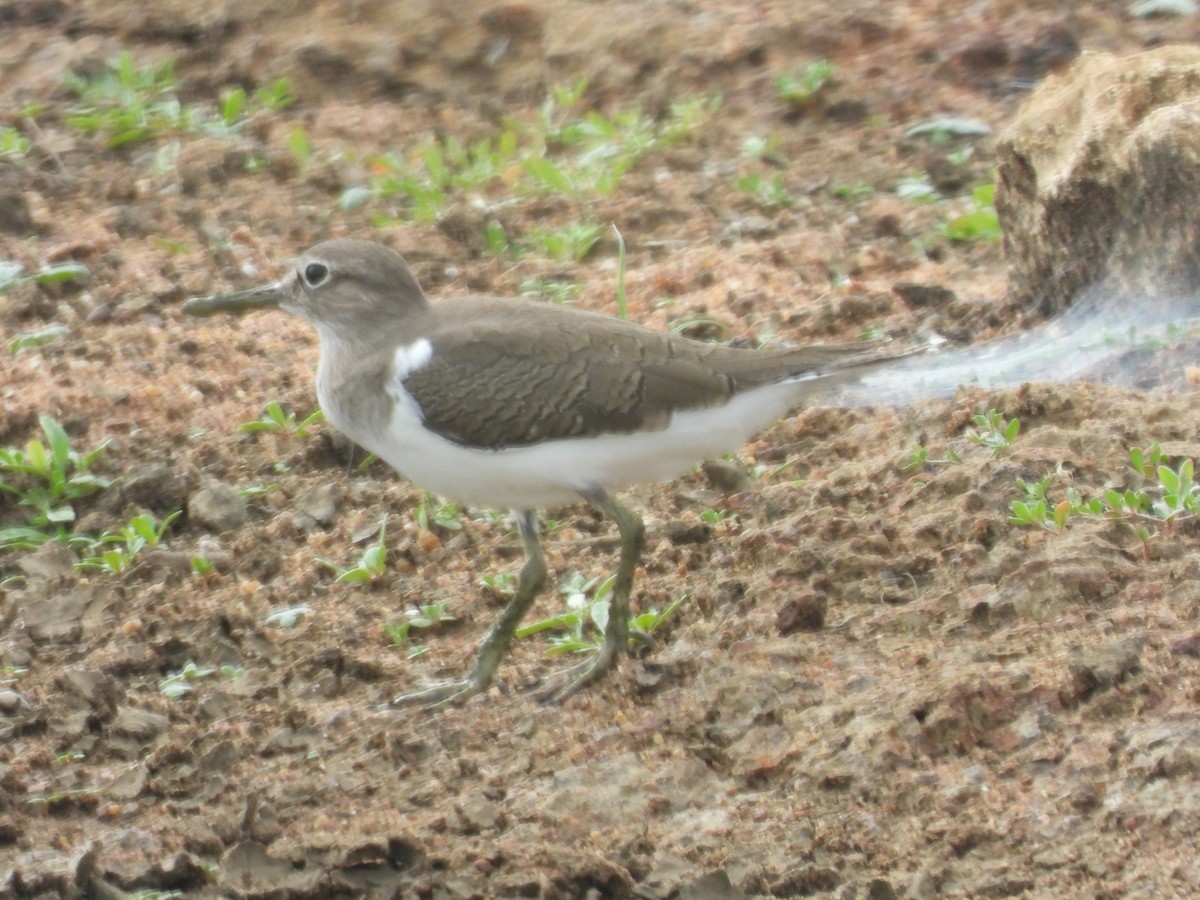 Common Sandpiper - ML642794500