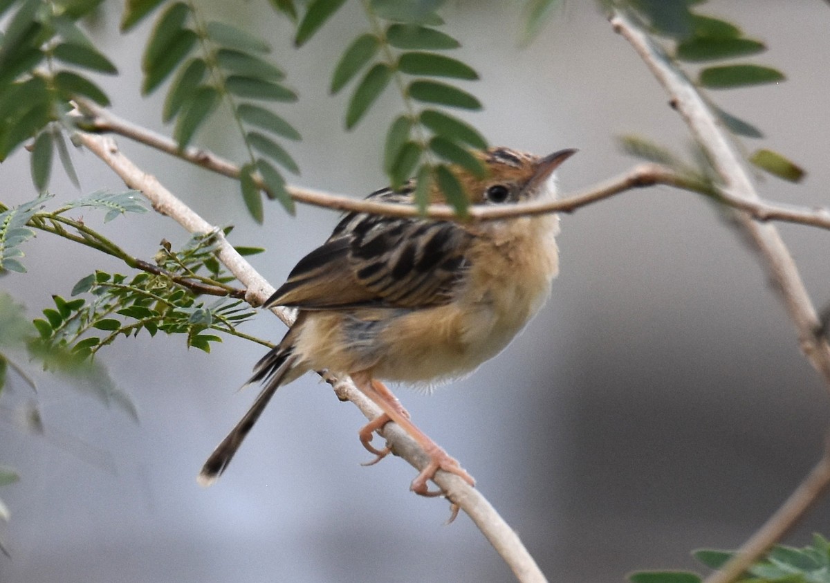 Golden-headed Cisticola - ML642794501