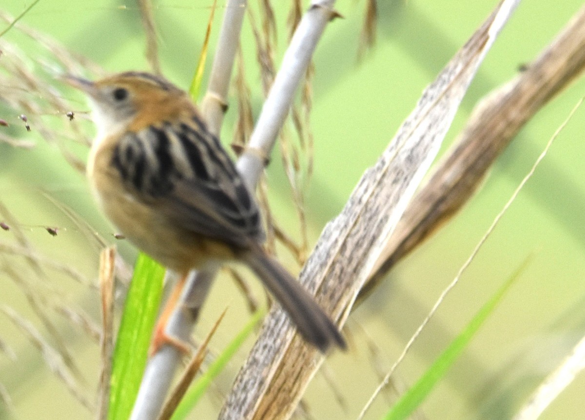 Golden-headed Cisticola - ML642794504