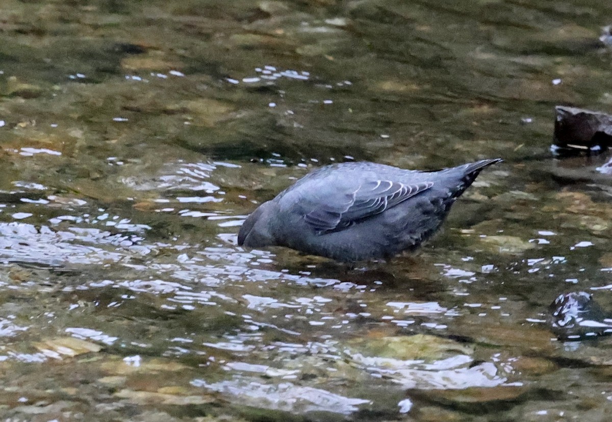 American Dipper - ML642794507