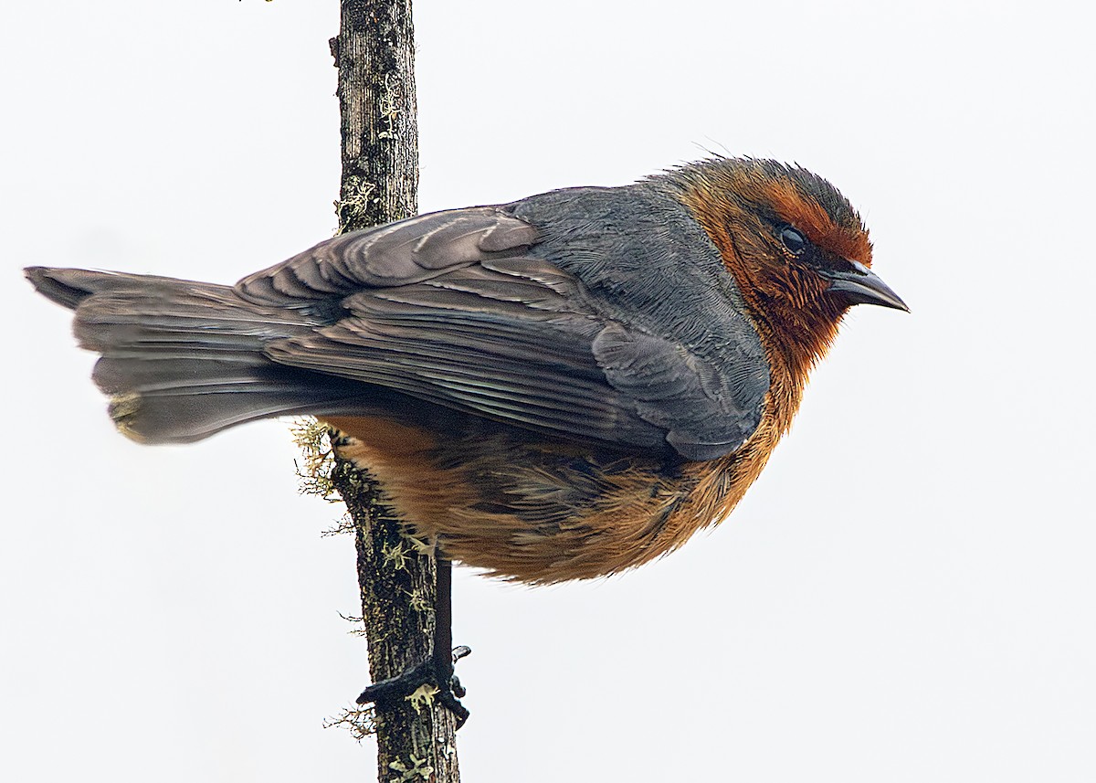 Rufous-browed Conebill - ML642794508