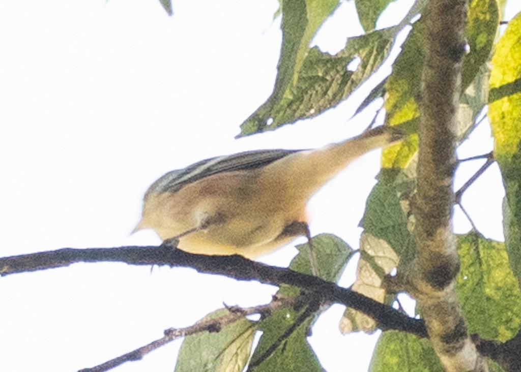 Bay-breasted Warbler - ML642794509
