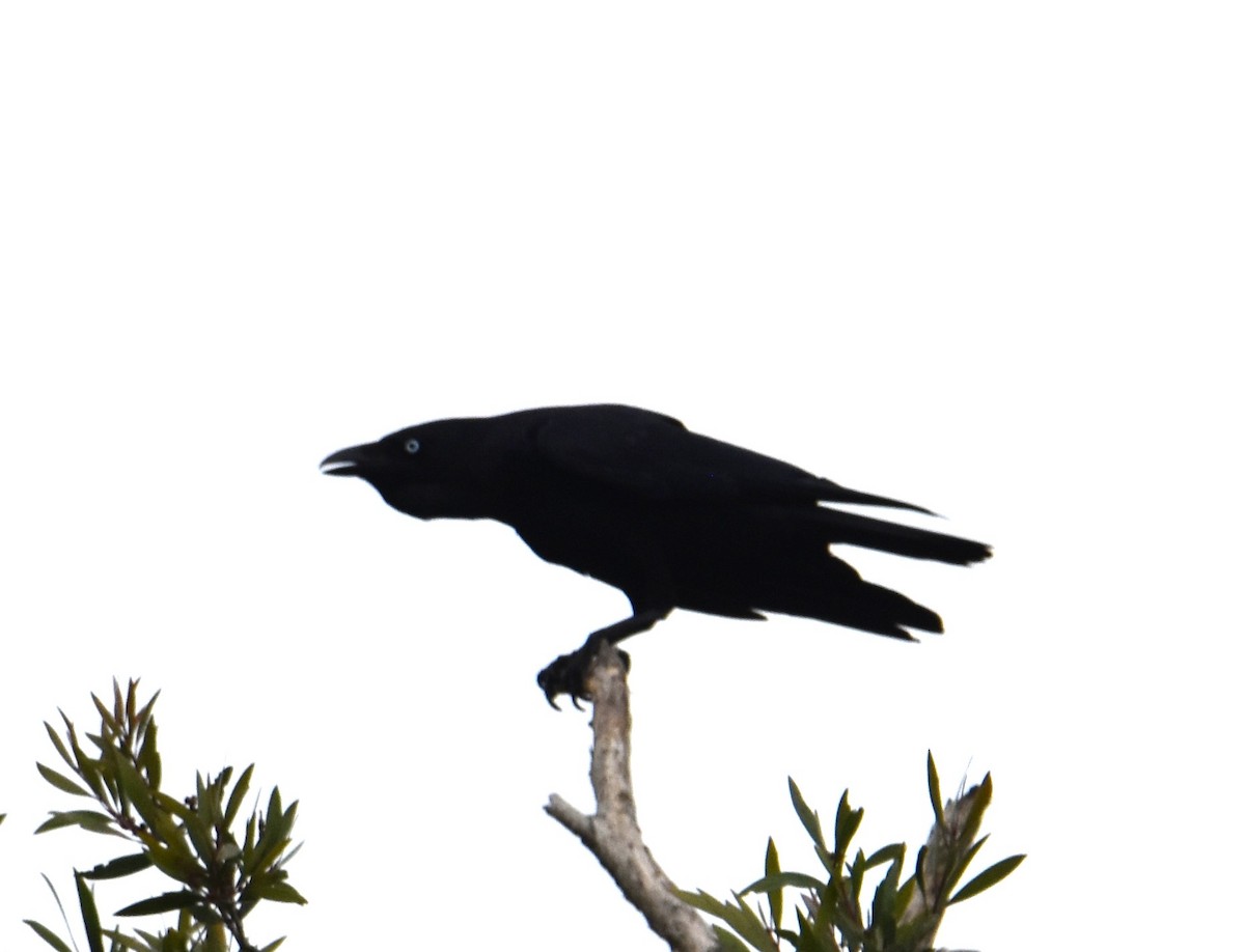 Torresian Crow - ML642794514
