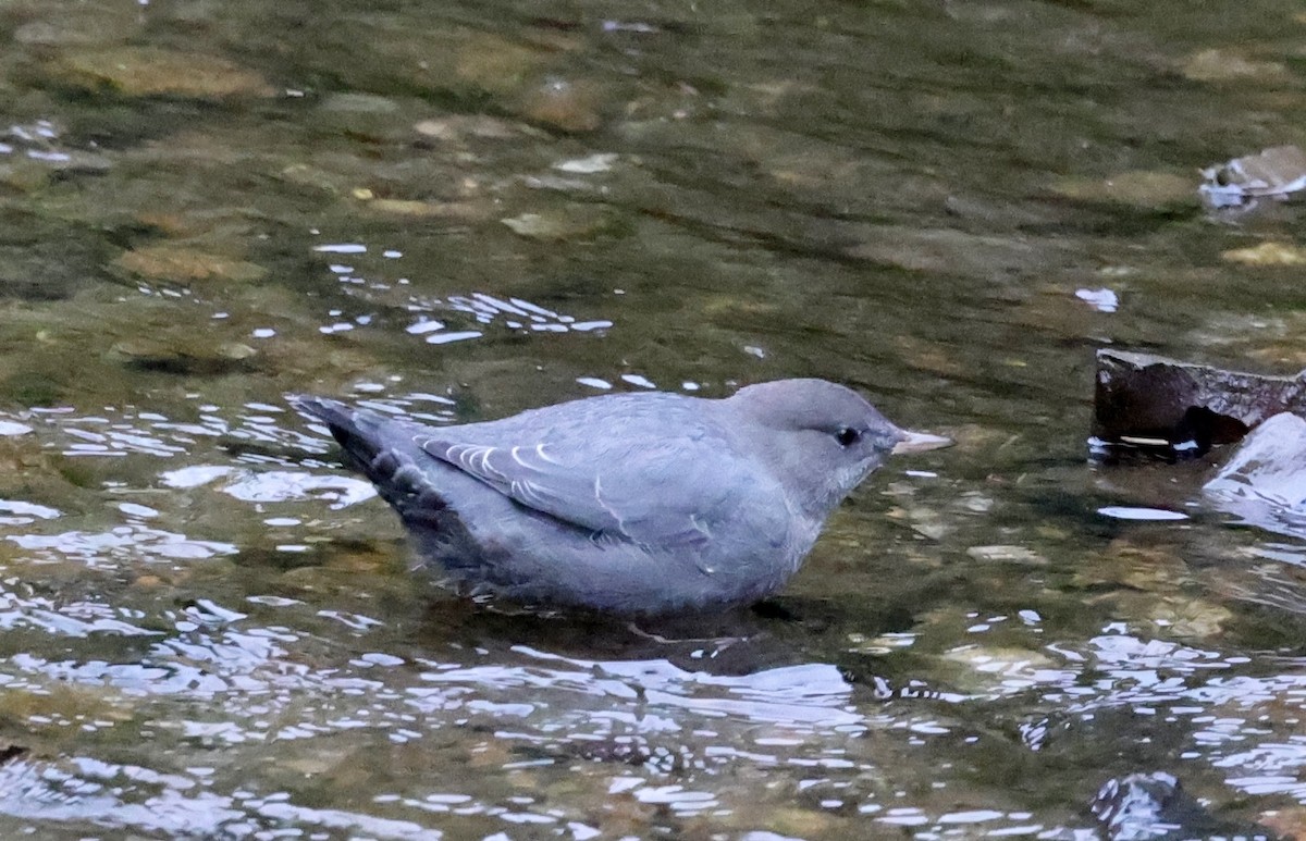 American Dipper - ML642794515