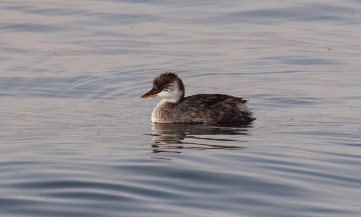 Titicaca Grebe - ML642794516