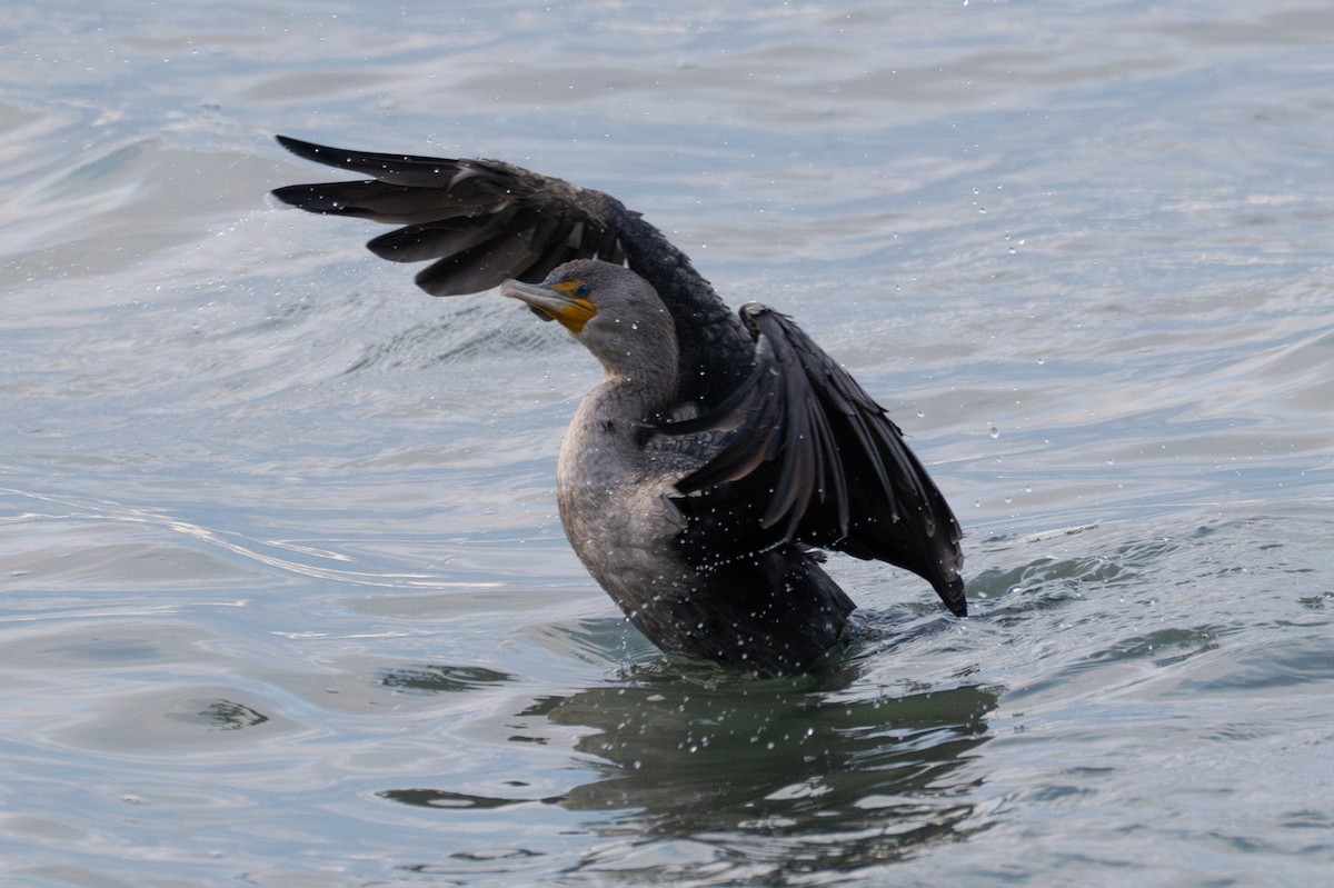 Ubarroi belarriduna - ML642794522