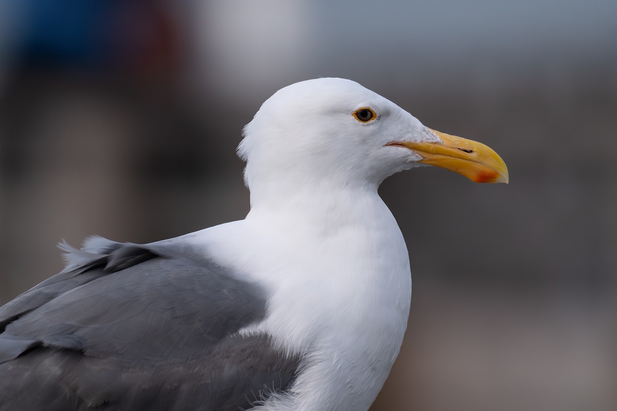 Western Gull - ML642794527