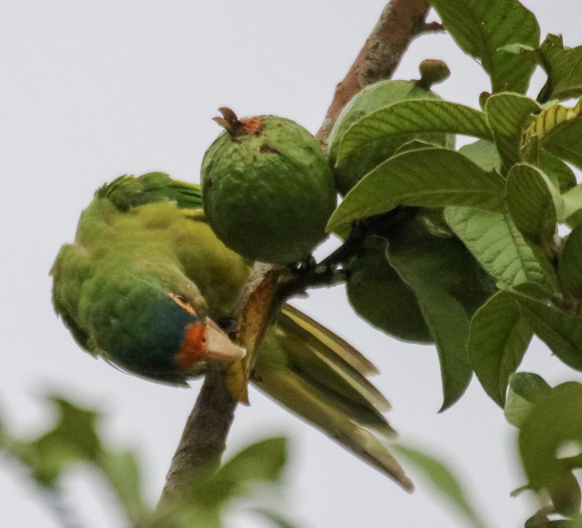 メキシコインコ - ML642794528