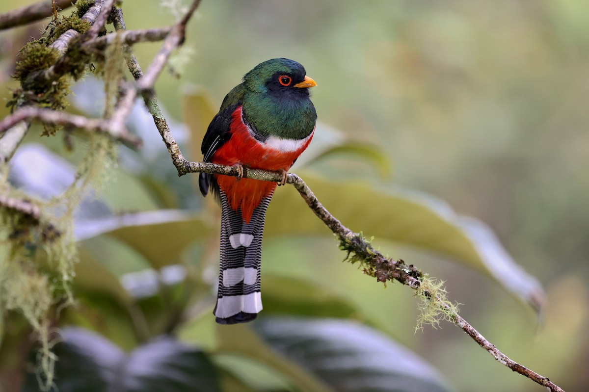 Masked Trogon - ML642794530