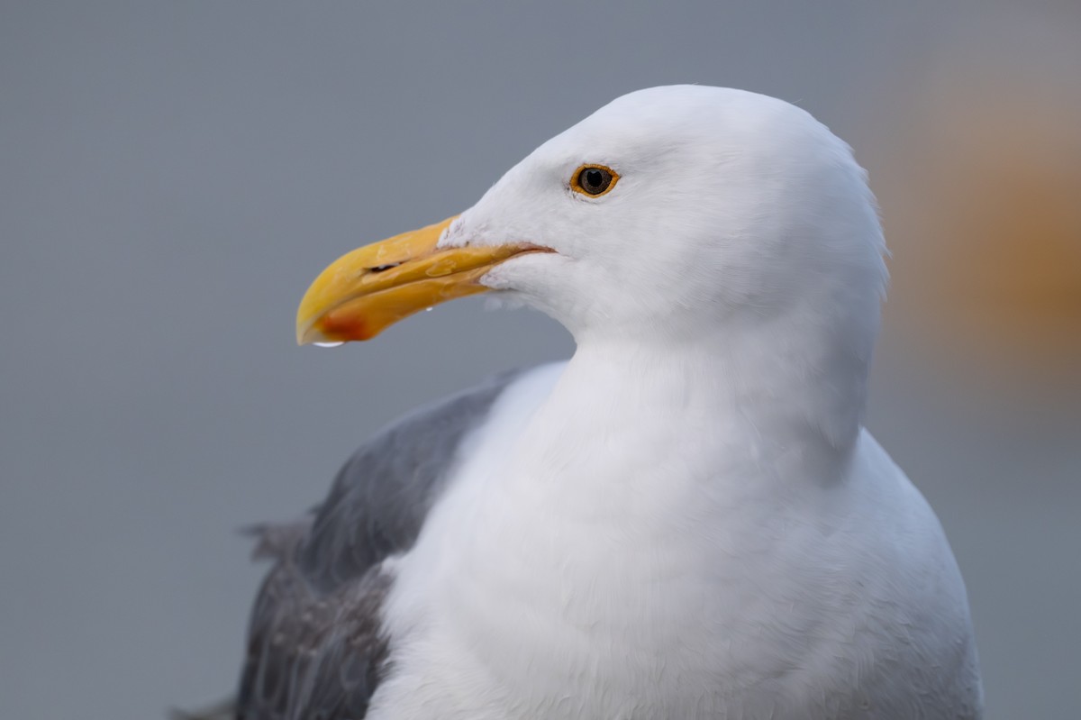 Western Gull - ML642794535