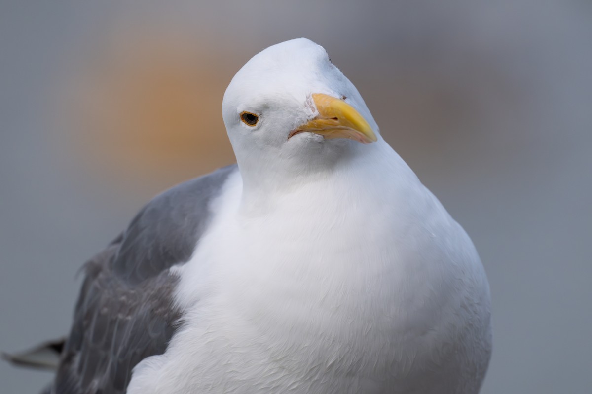 Western Gull - ML642794536