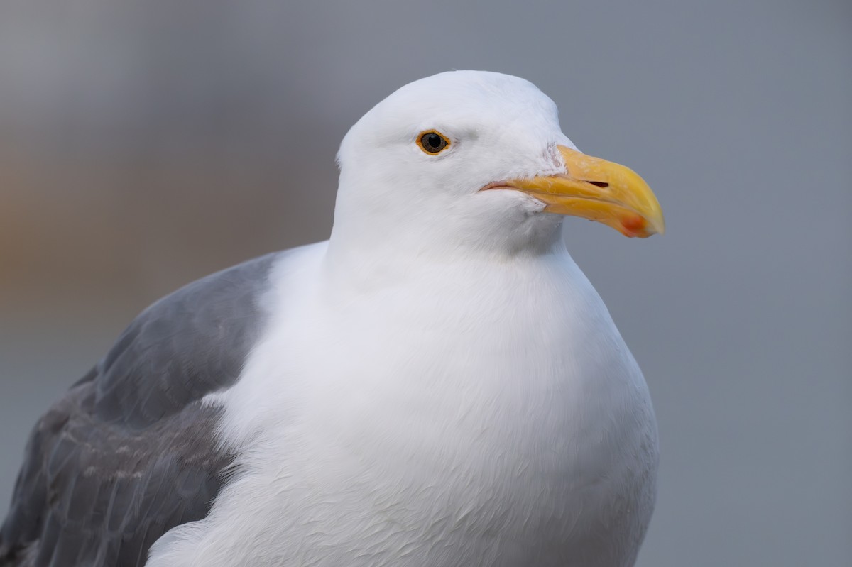 Western Gull - ML642794540
