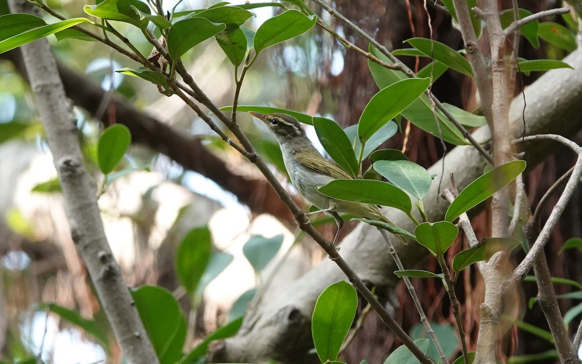 Eastern Crowned Warbler - ML642794546