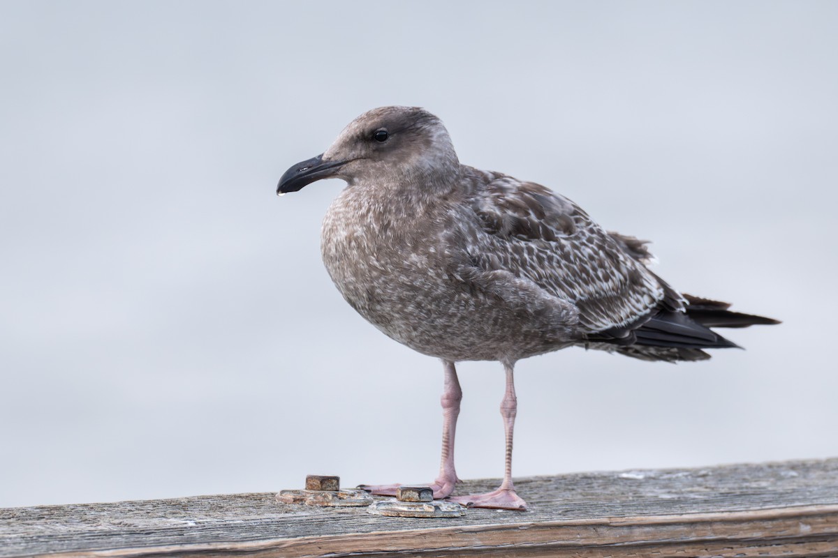 Western Gull - ML642794547