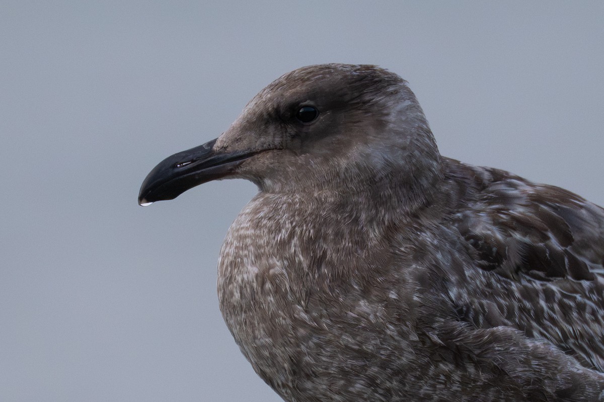 Western Gull - ML642794550