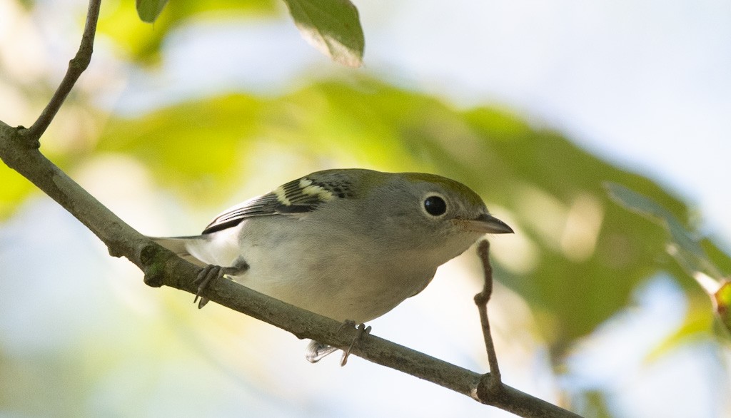 Chestnut-sided Warbler - ML642794554
