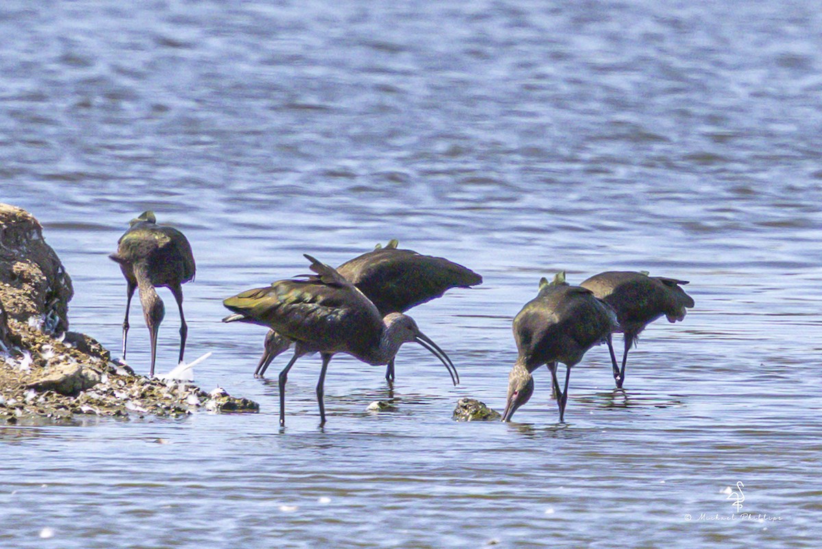 ibis americký - ML642794558