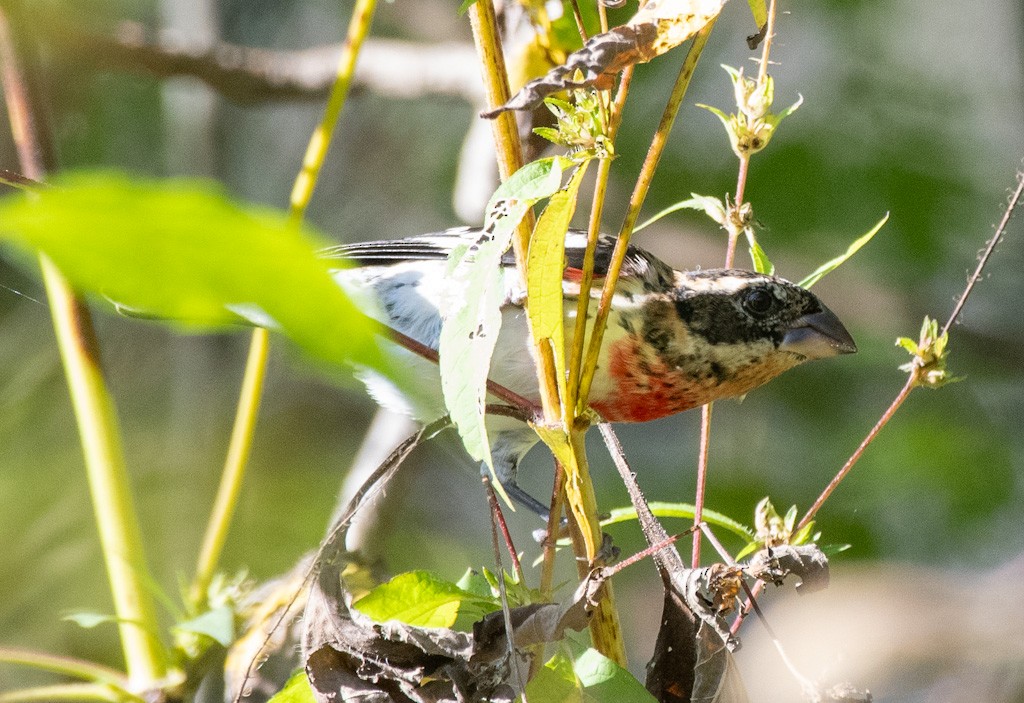 Rose-breasted Grosbeak - ML642794560