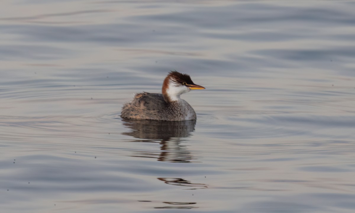 Titicaca Grebe - ML642794571