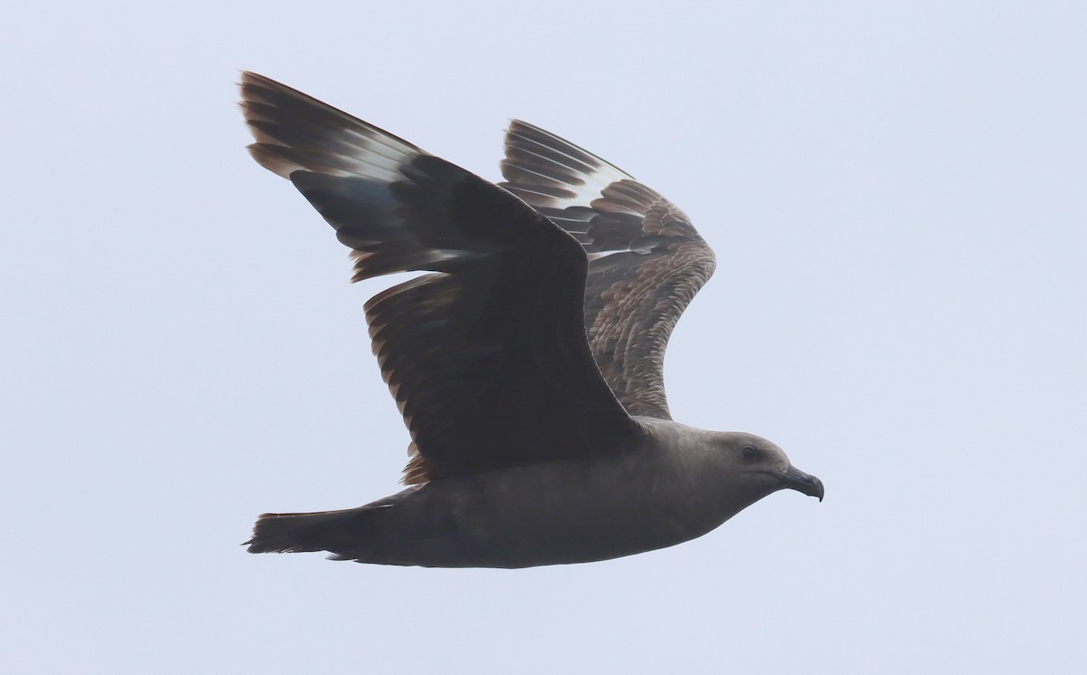South Polar Skua - ML642794573