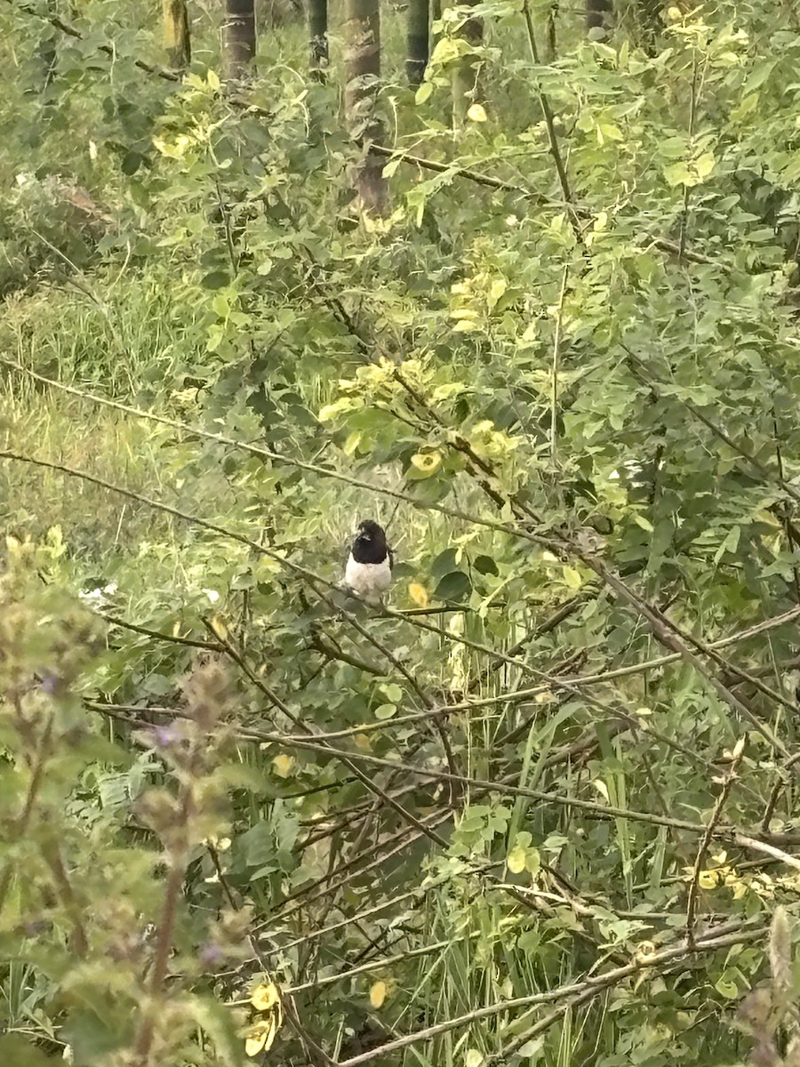 White-rumped Munia - ML642794582