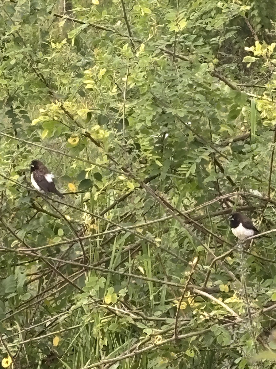 White-rumped Munia - ML642794583