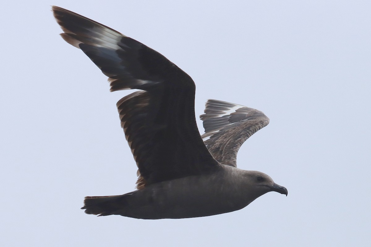 South Polar Skua - ML642794591