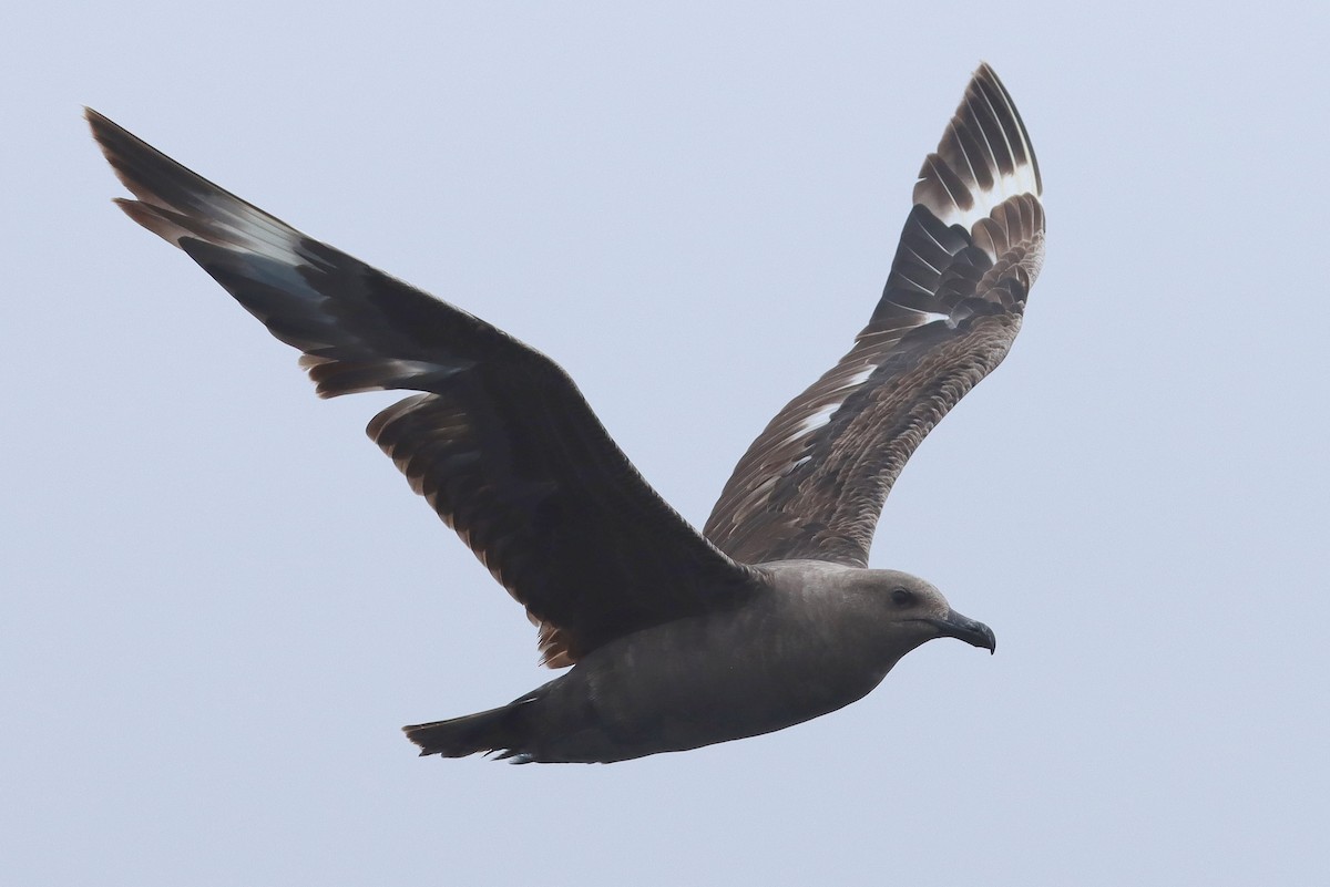 South Polar Skua - ML642794606