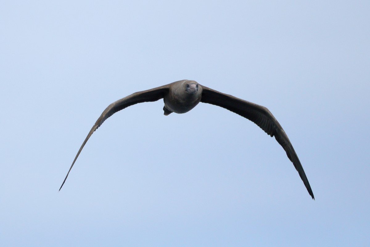 Red-footed Booby - ML642794612