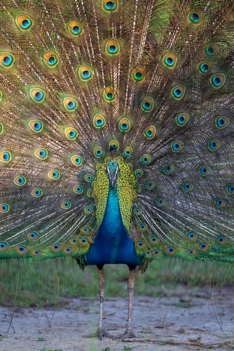 Indian Peafowl - ML642794613