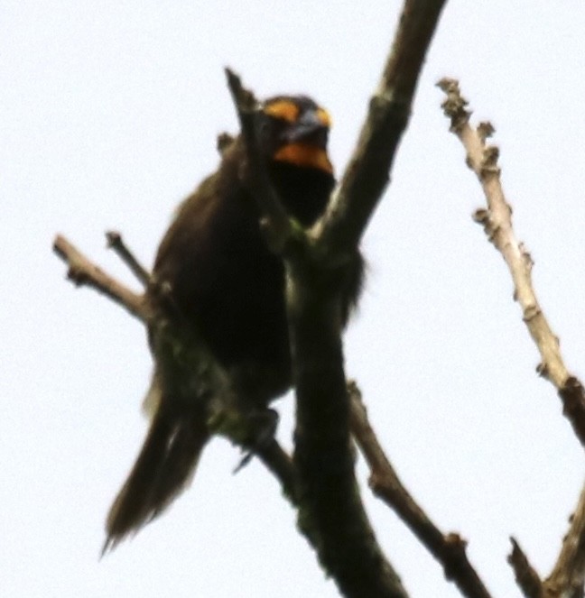 Yellow-faced Grassquit - ML642794625