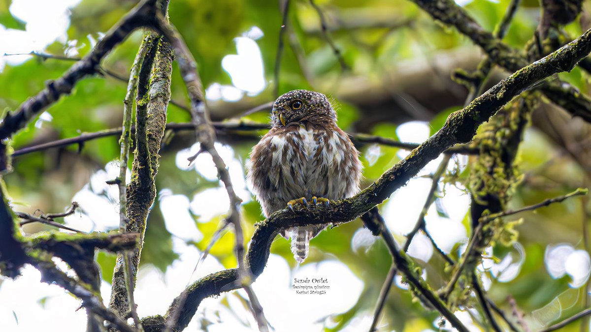 Sunda Owlet - ML642794628
