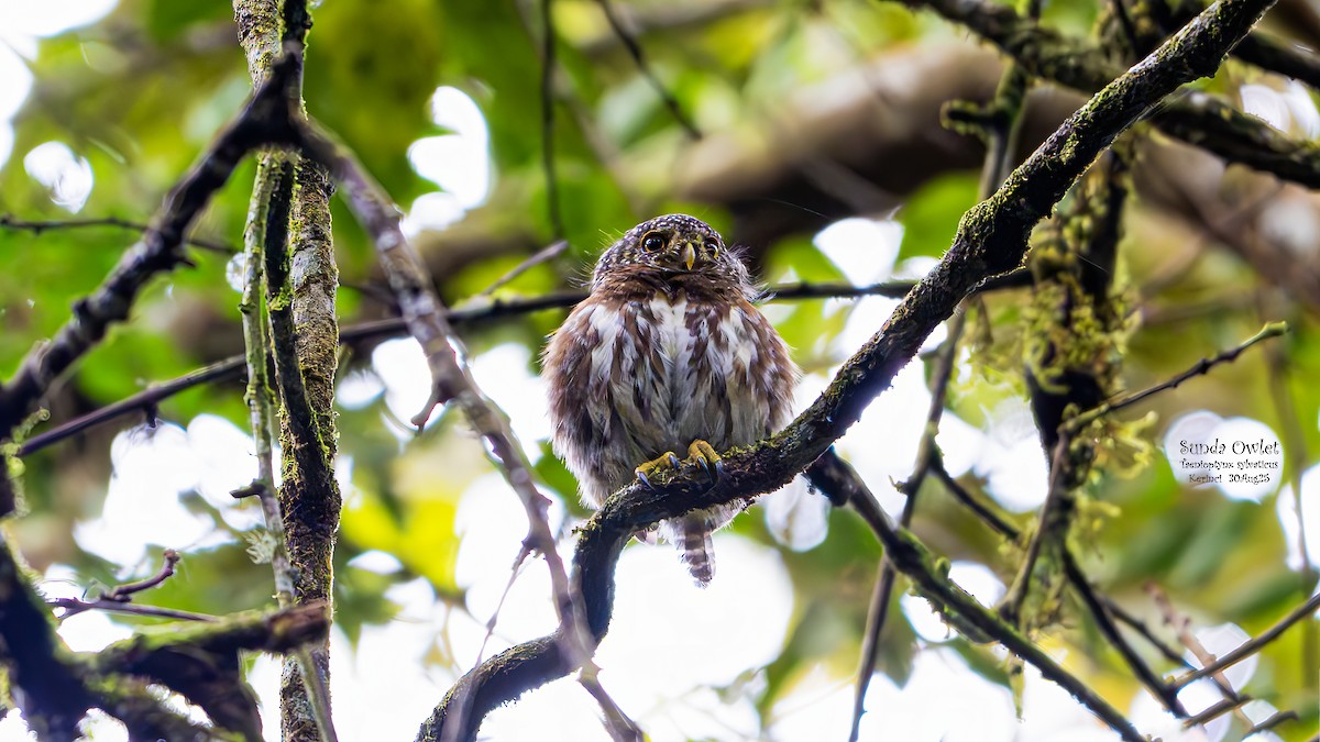 Sunda Owlet - ML642794629