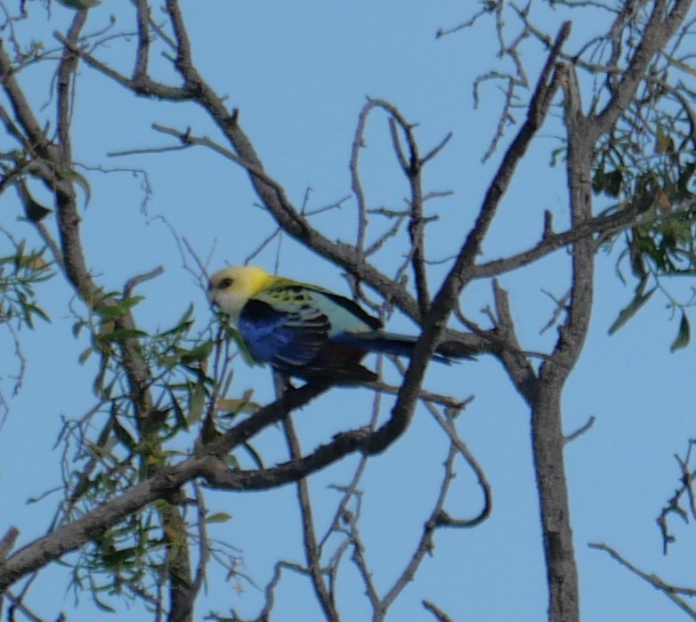 Pale-headed Rosella - ML642794631