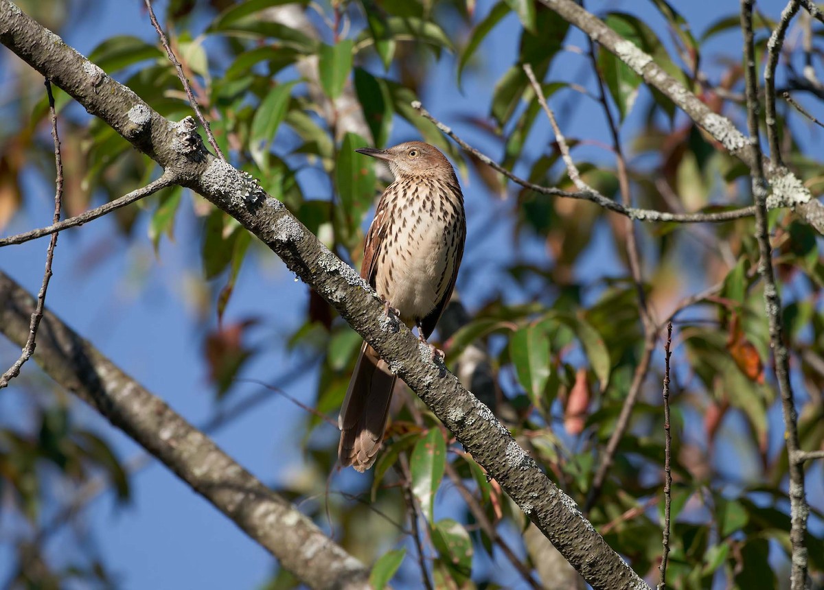 Brown Thrasher - ML642794633