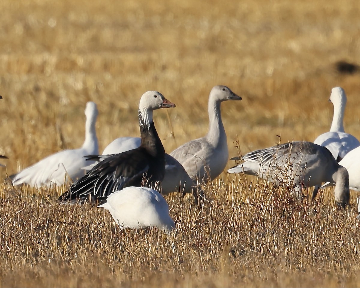 Snow Goose - ML642794636