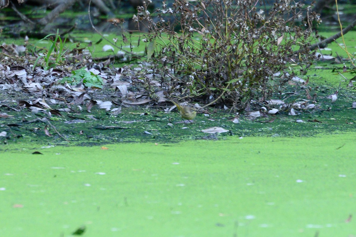 Palm Warbler - ML642794638
