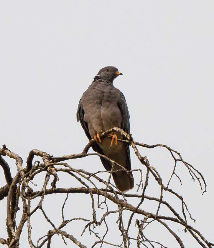 Band-tailed Pigeon - ML642794639