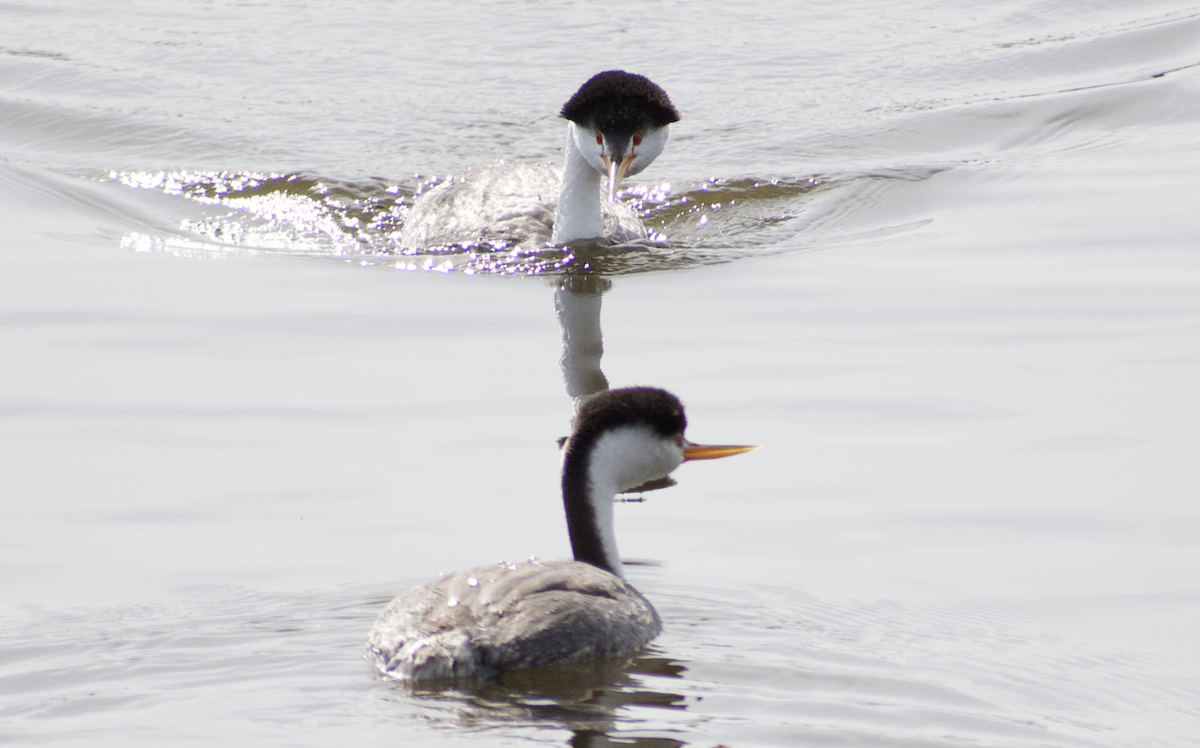 Western/Clark's Grebe - ML642794646