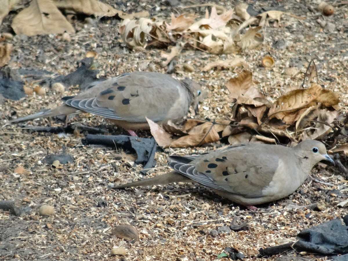 Mourning Dove - John Tollefson