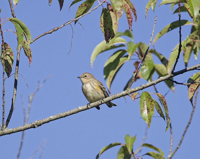 Yellow-rumped Warbler - ML642794649