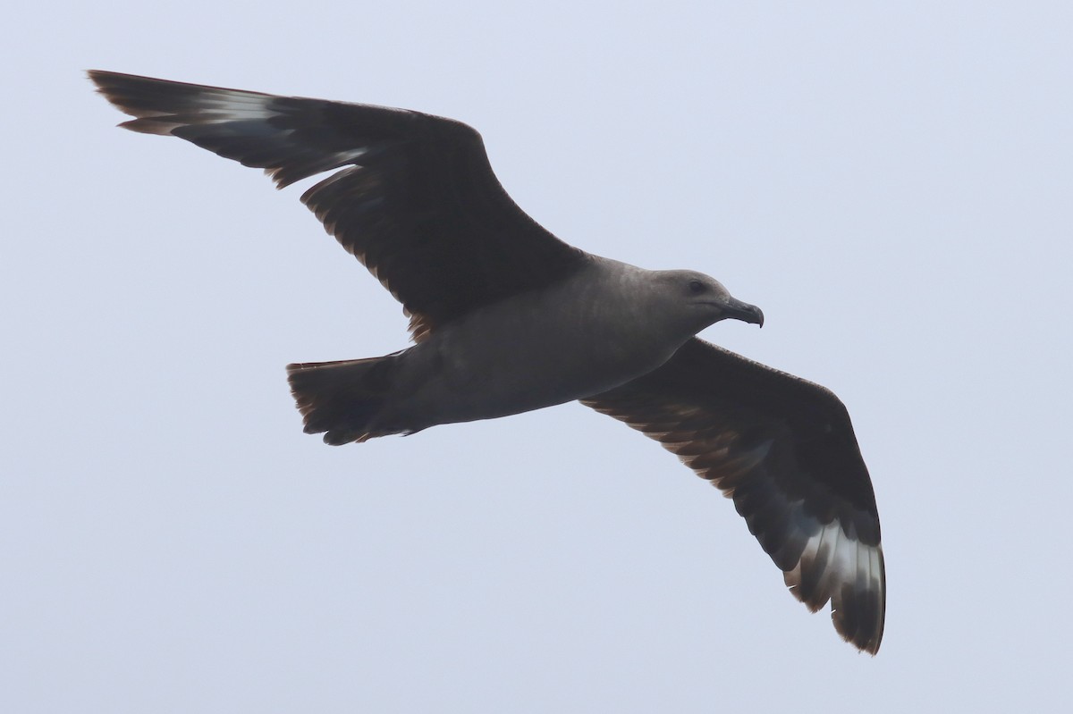 South Polar Skua - ML642794659