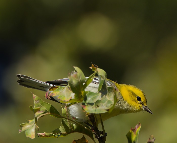 Black-throated Green Warbler - ML642794663