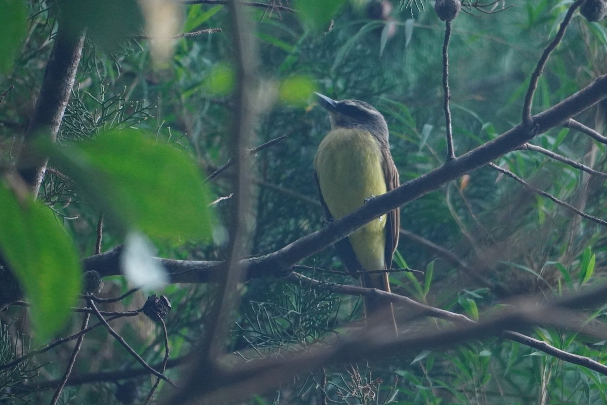Golden-bellied Flycatcher - ML642794681