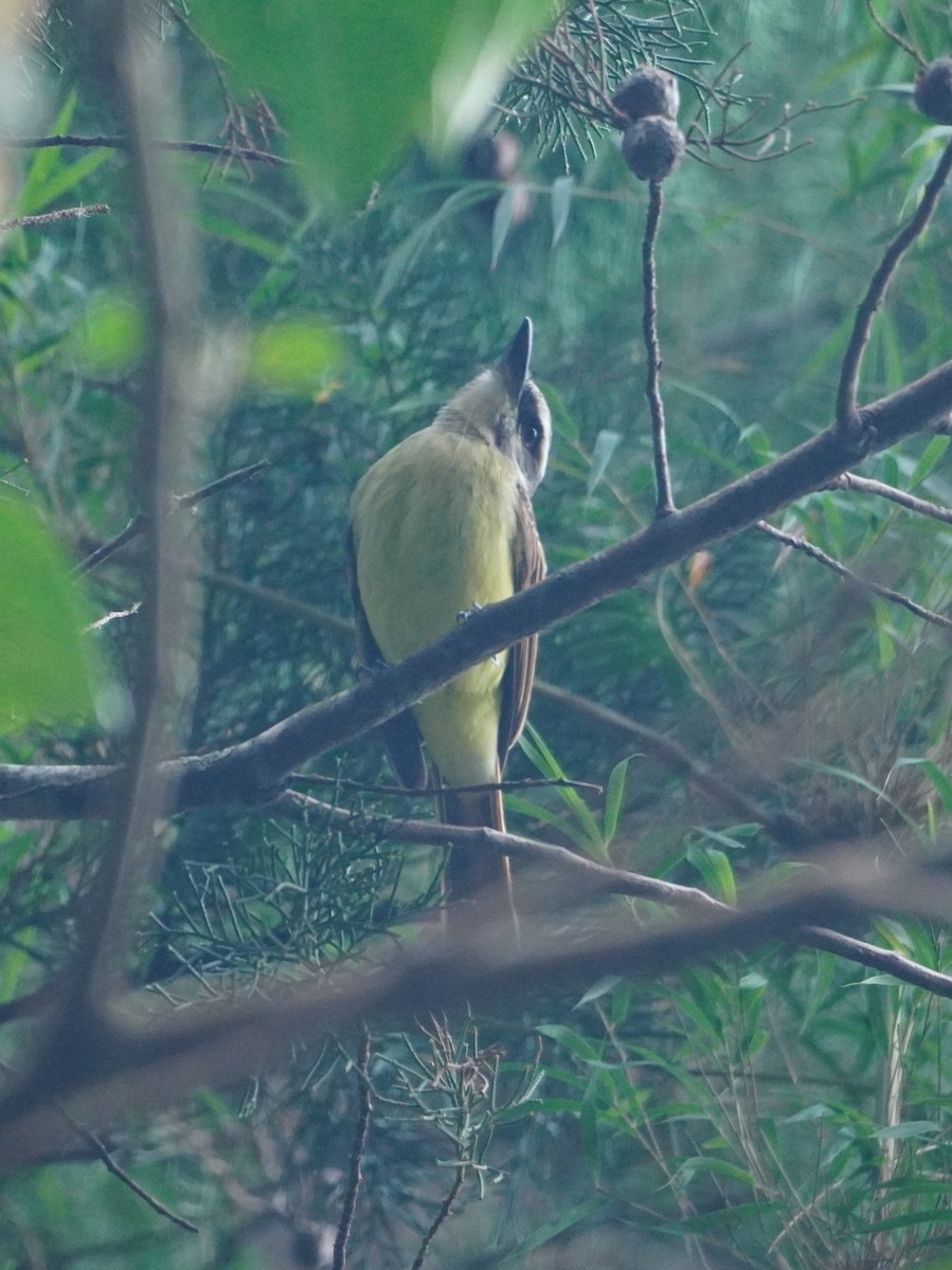 Golden-bellied Flycatcher - ML642794682