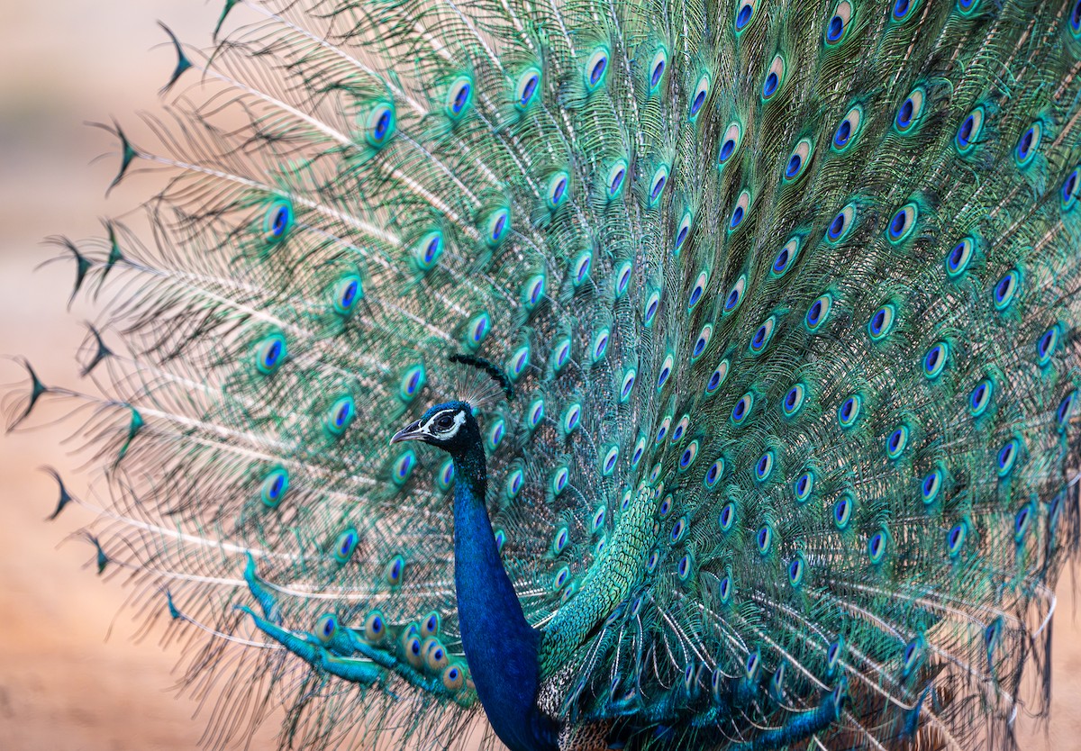 Indian Peafowl - ML642794685