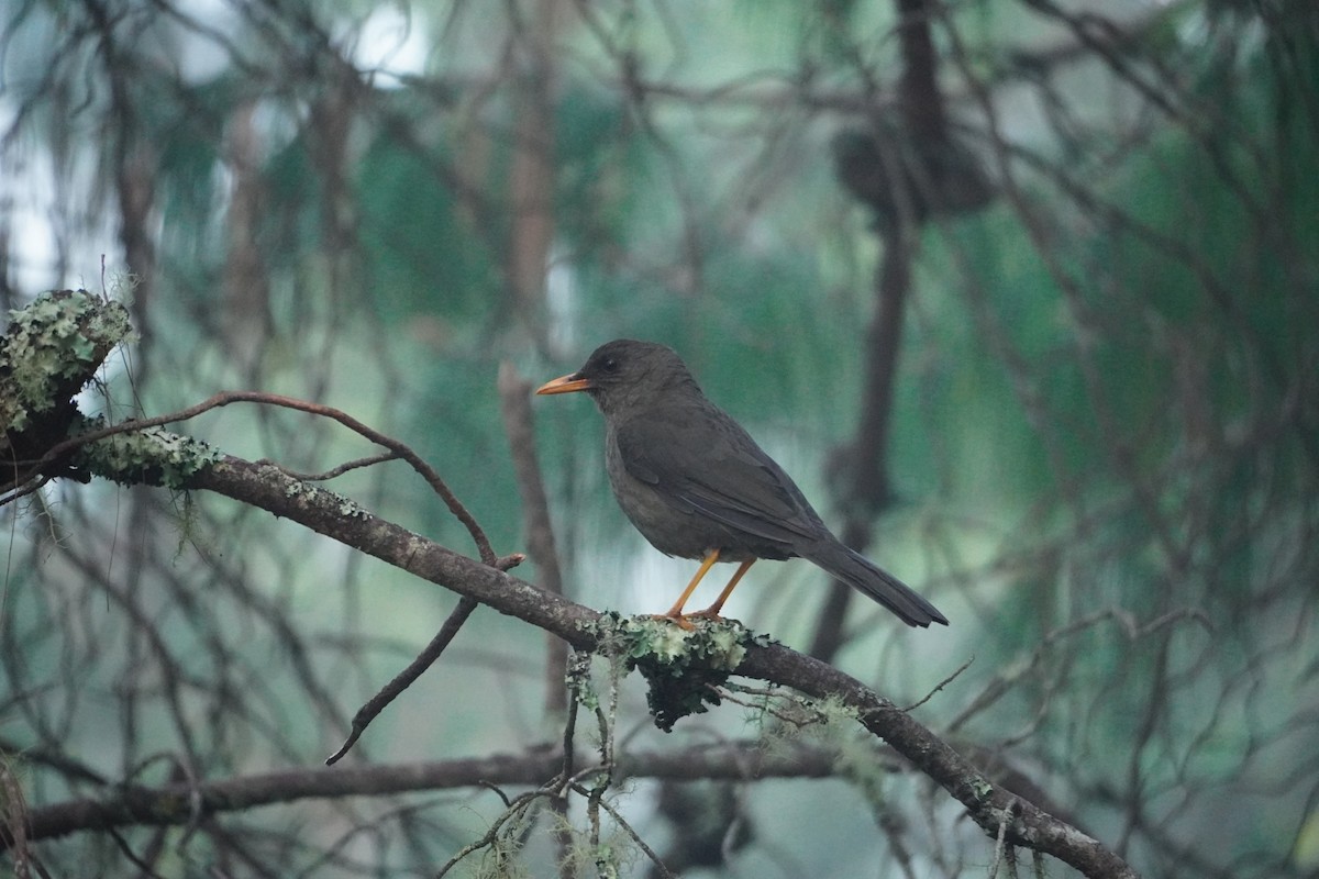 Great Thrush - ML642794698