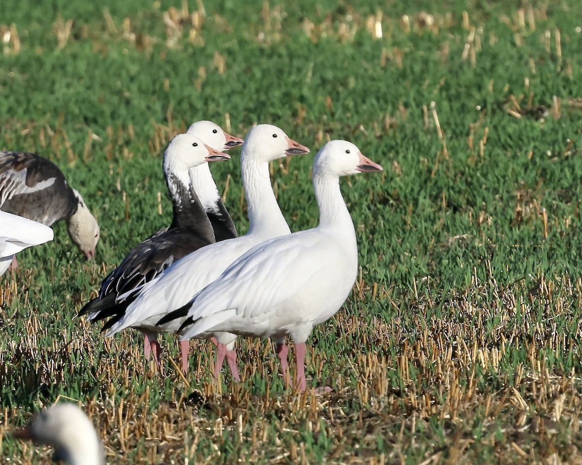 Snow Goose - ML642794699