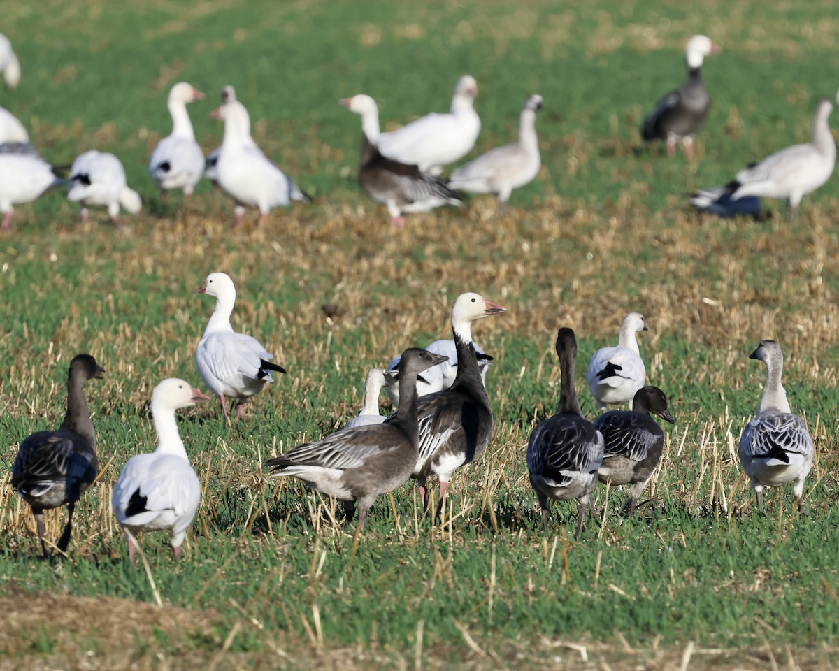 Snow Goose - ML642794700